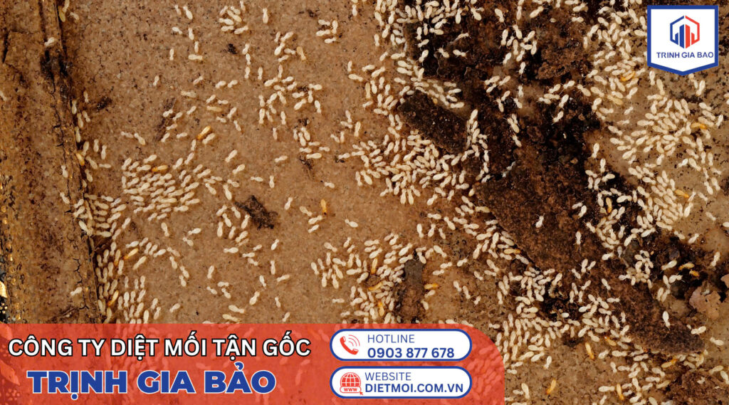 Dịch Vụ Diệt Mối Tận Gốc Chuyên Nghiệp – Giải Pháp Hiệu Quả Nhất 2024